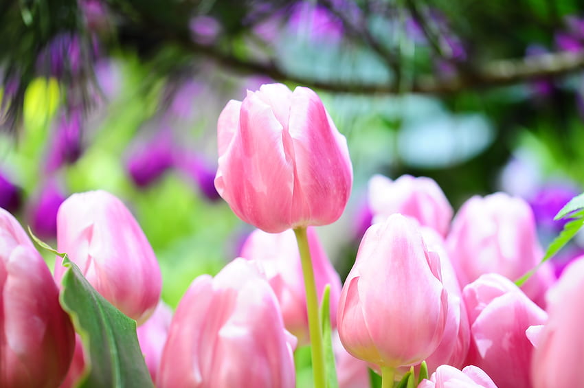Flowers, Tulips, Buds, Spring, Sharpness HD wallpaper