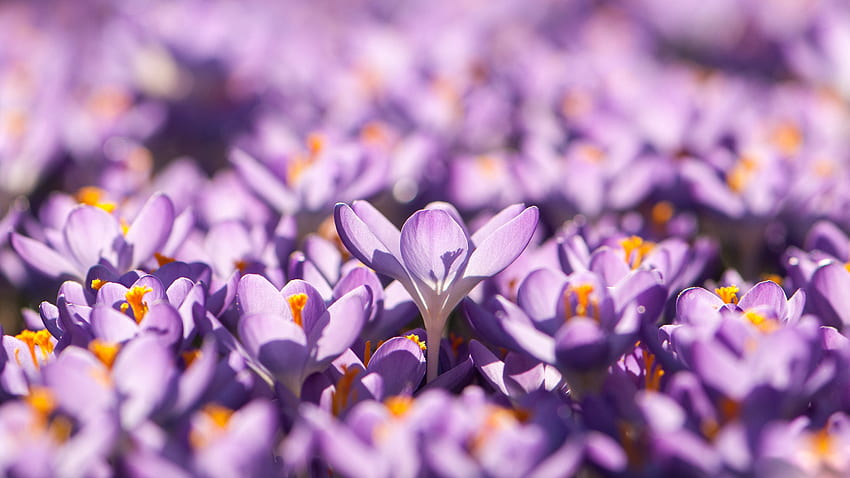 紫色のクロッカスの花の花びら フィールドぼかし 背景のボケ味 花 高画質の壁紙