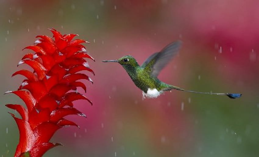 Hummingbird Animals Birds Flowers Nature Wildlife Rain Drops Background , Birds In Rain HD wallpaper