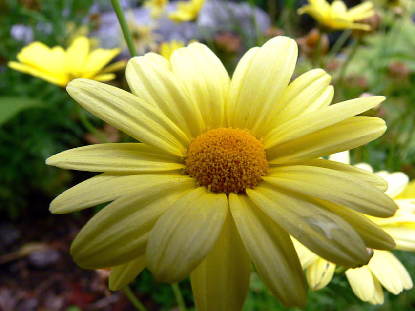 Yellow Daisy, summer, yellow, green, flowers, spring, orange HD wallpaper