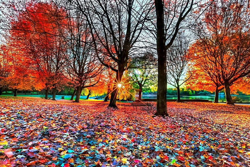 ALAM MUSIM GUGUR yang mempesona, daun jatuh, sinar matahari, alam yang mempesona, pemandangan, pohon, musim gugur, alam, kemegahan Wallpaper HD