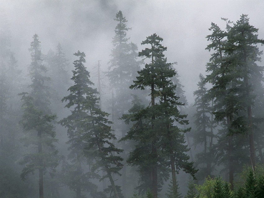 Природа, дървета, иглолистни дървета, иглолистни дървета, гора, мъгла, мъгла, Сибир HD тапет
