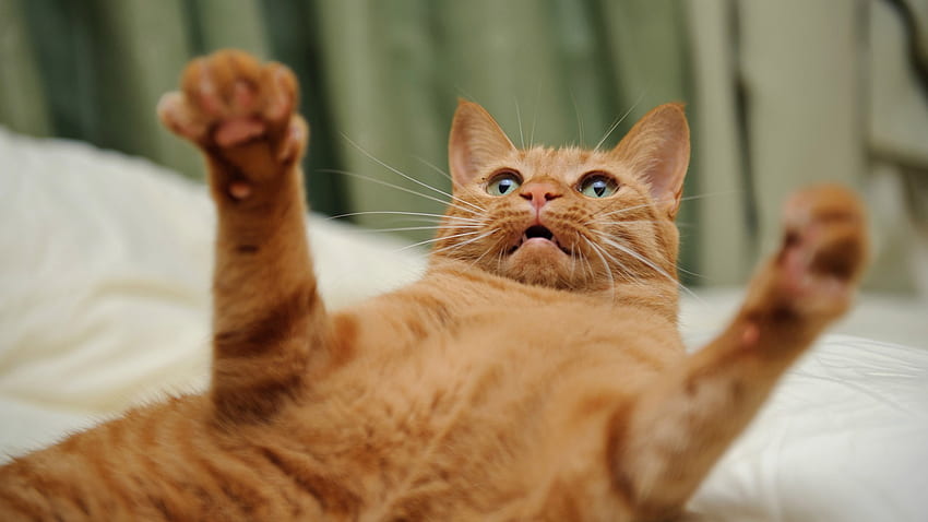 Nomeie Angry Cute Cat [] para seu, celular e tablet. Explorar gato irritado. gatinho para mim papel de parede HD