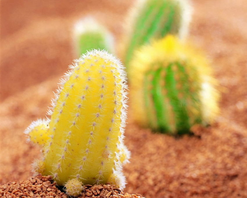 Cactus, nature, green, yellow HD wallpaper