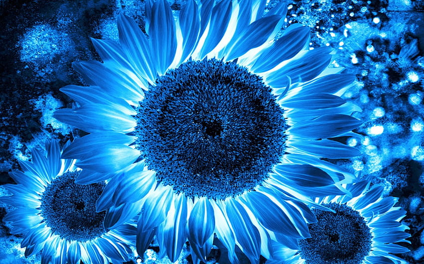 Sonnenblumenkunst, Blau, Kunst, Hopfen, Sonnenblume HD-Hintergrundbild