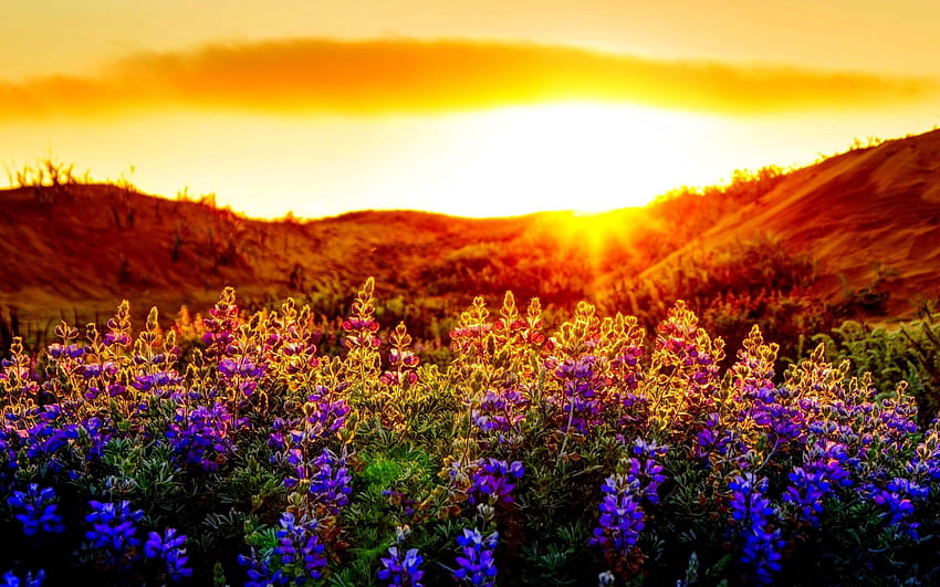 HD spring sunset wallpapers  Peakpx