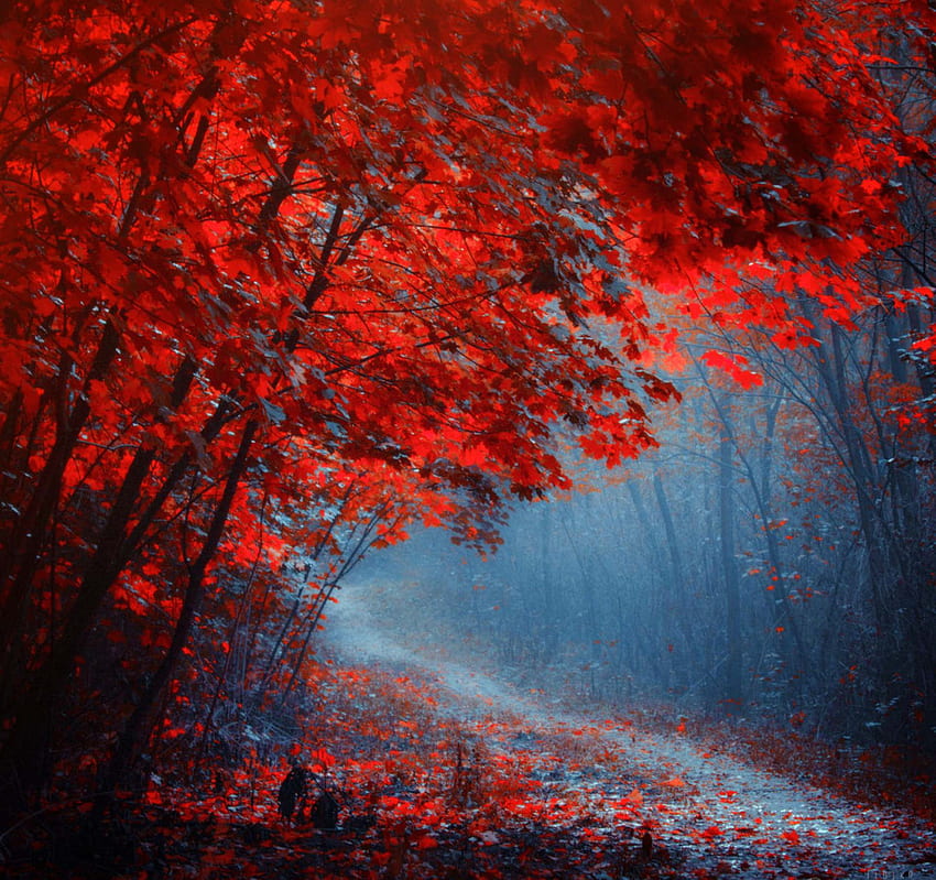 Liść klonu, tło liścia klonu - czerwony i las - - Tapeta HD