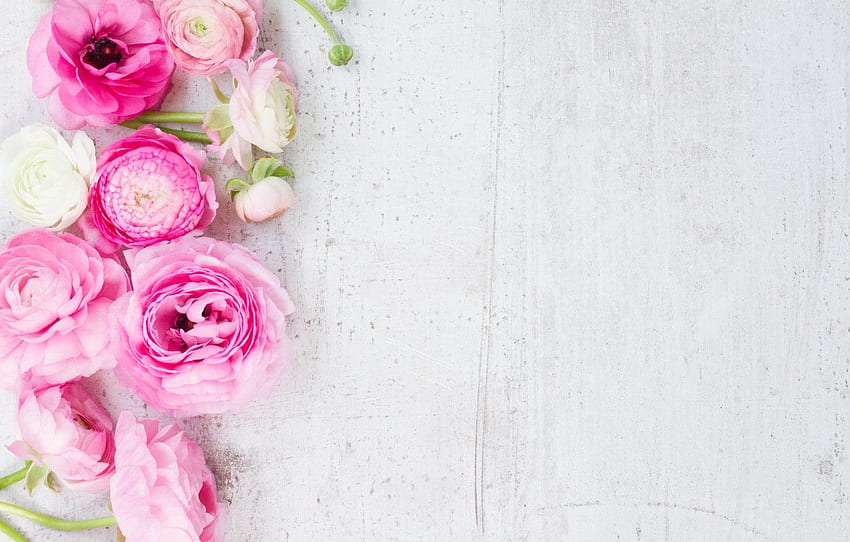 white, pink, pink flowers, flowers, beautiful, Ranunculus HD wallpaper