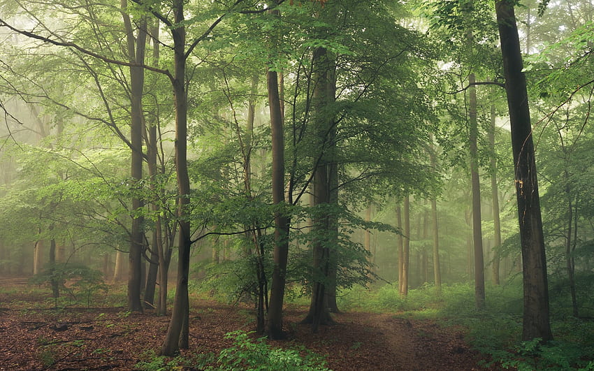 Misty Forest in Germany, trees, mist, Germany, forest HD wallpaper