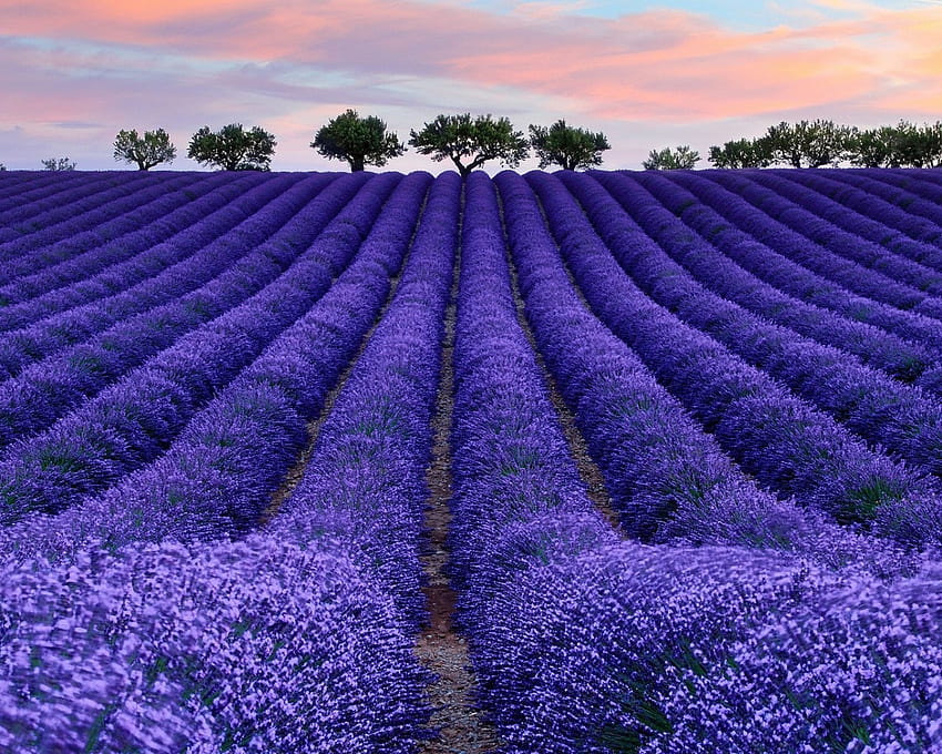 Lapangan Lavender Ungu, ungu, lapangan, lavender, pohon, alam Wallpaper HD