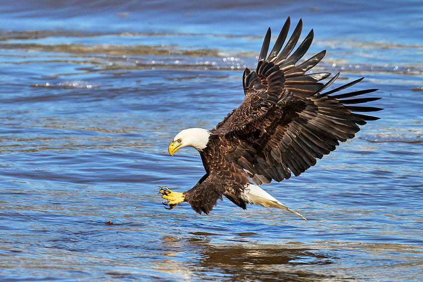 Águia Obtendo comida para viagem, natureza, água, pássaro, águia, voando papel de parede HD