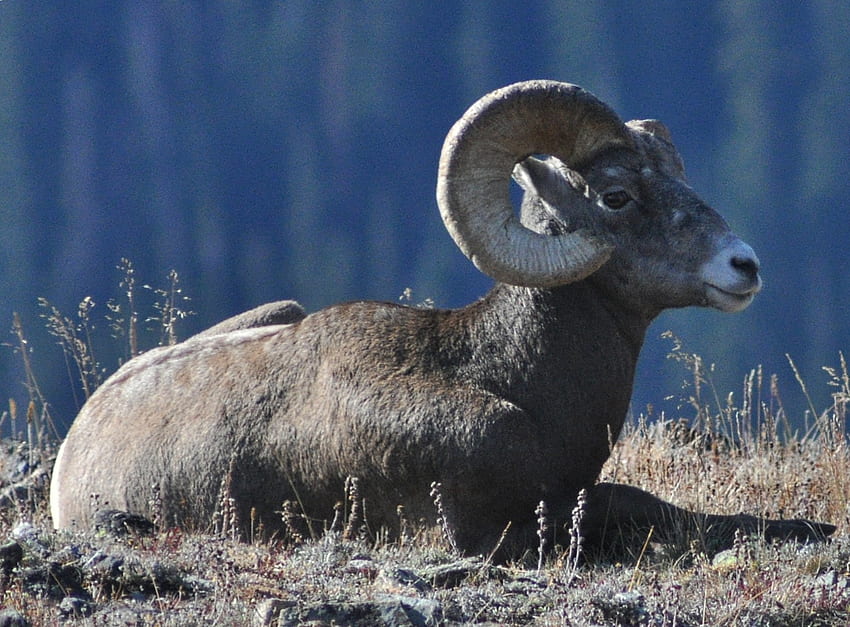 Rocky Mountain Bighorn Sheep (Ovis canadensis canadensis), Rocky Mountain National Sfondo HD