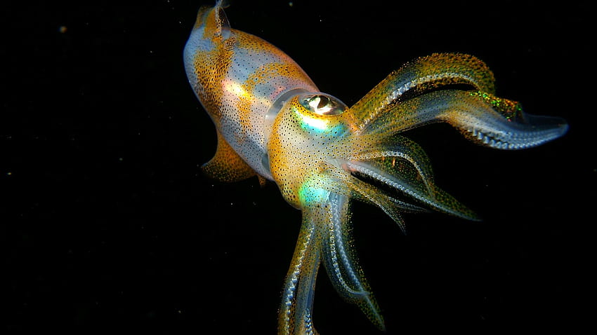 Squid Background. Steampunk Squid, Cuttlefish HD wallpaper