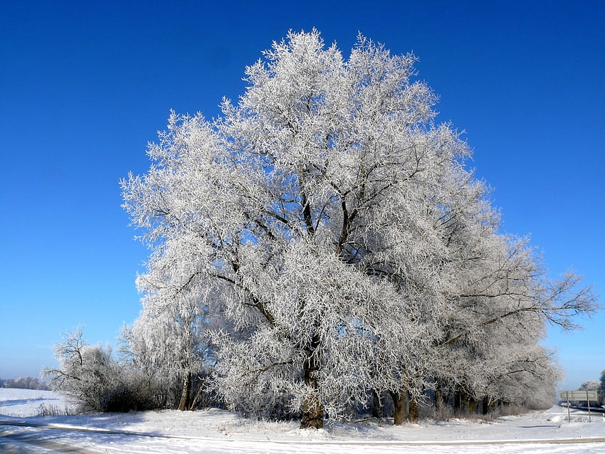 Plants, Winter, Trees, Snow HD wallpaper | Pxfuel