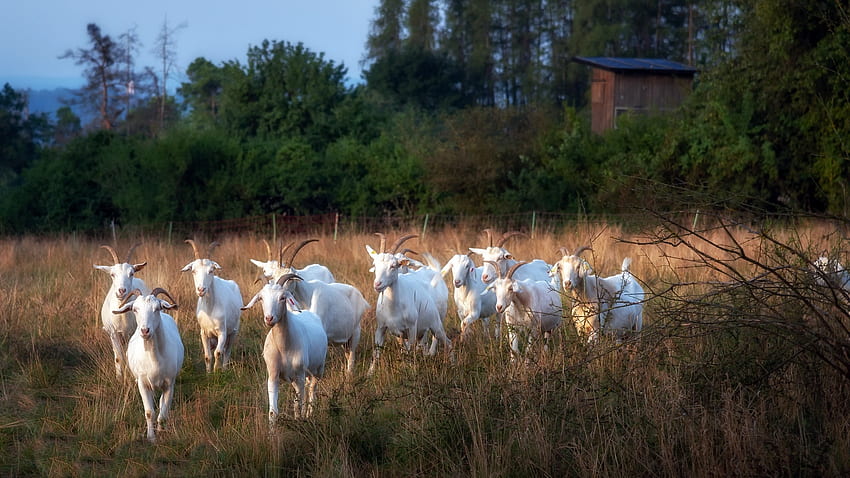 Goats, animal, Goat, mutton, lamb HD wallpaper