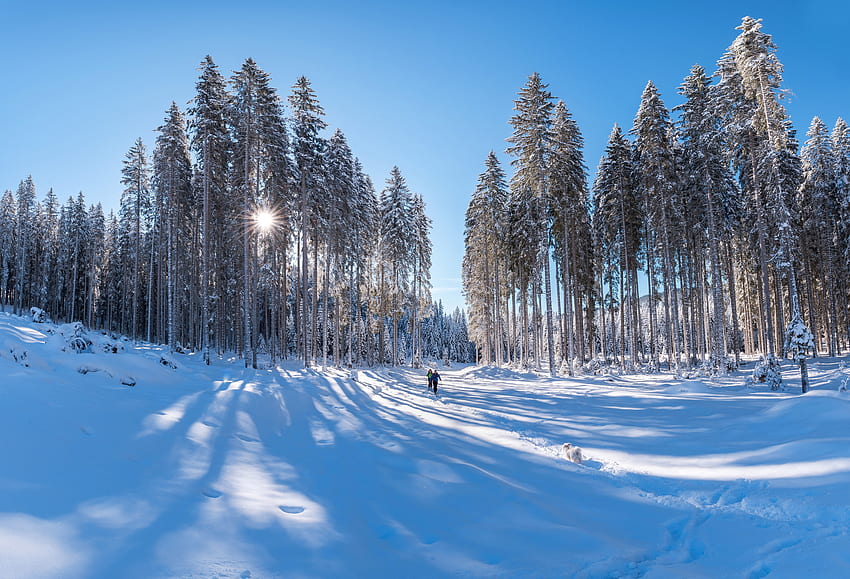 ทิวทัศน์ฤดูหนาว สีน้ำเงิน ต้นสน สีขาว กราฟิค สวรรค์ หนาว การสร้าง เงา สวย ธรรมชาติ คุณ ดวงอาทิตย์ วอลล์เปเปอร์ HD