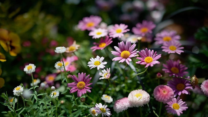 Marguerite, Natur, Blumen, Baum HD-Hintergrundbild