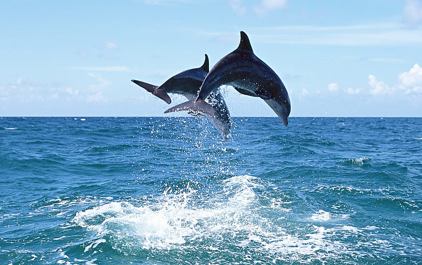*** Делфини си играят във вълните ***, море, две, вълни, животни, делфини, делфин, океан HD тапет