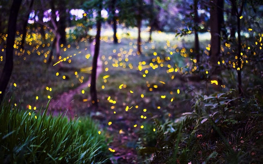 Firefly for Android, Lightning Bug HD wallpaper