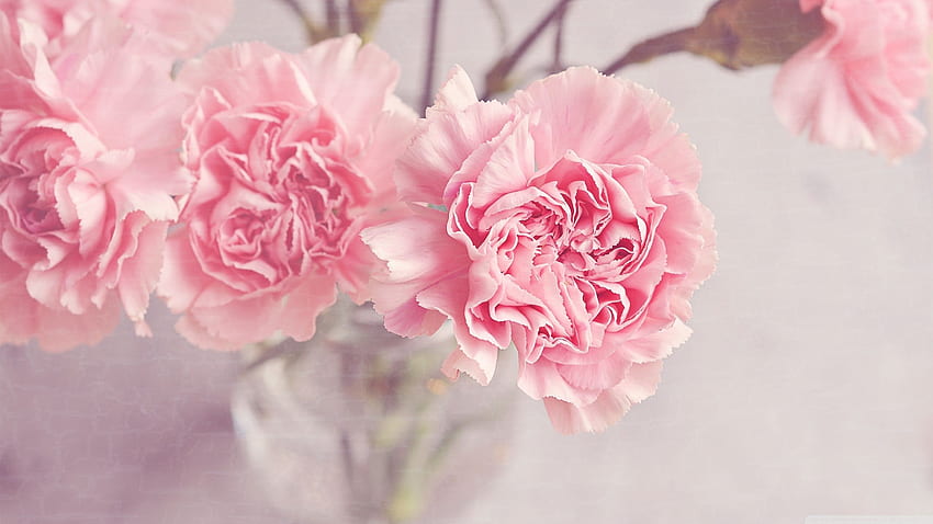 Light Pink Carnations Flowers in a Vase Ultra Background for U TV : & UltraWide & Laptop : Multi Display, Dual Monitor : Tablet : Smartphone, Bright Pink HD wallpaper
