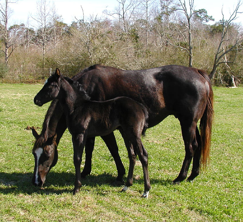 Black Mare And Foal, horses, foal, mare, animals HD wallpaper
