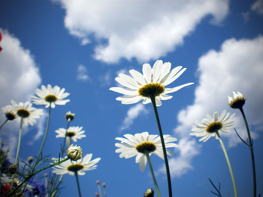 Flowers, Sky, Clouds, Camomile, Field, Sunny, Clear, I See HD wallpaper