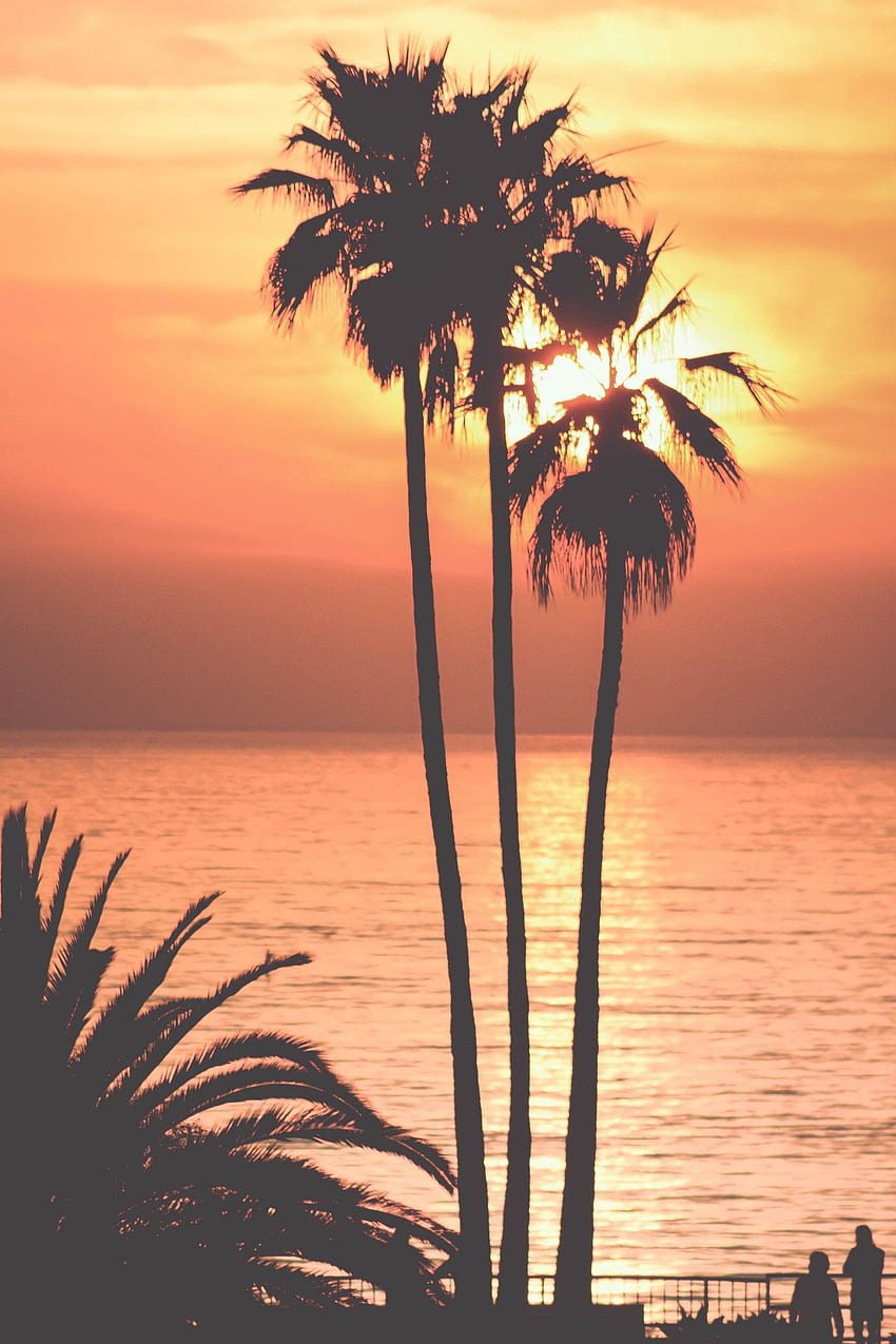 Pink Palm Tree iPhone, Sunset Palm Aesthetic HD phone wallpaper
