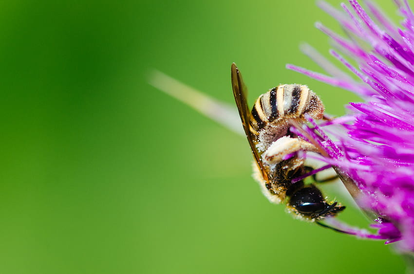 Kwiat, Makro, Pszczoła, Pyłek Tapeta HD