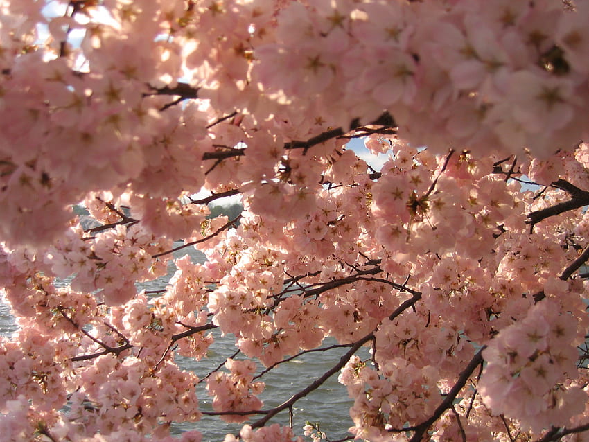 IMG 2383 - Washington DC - Cuenca Tidal - Cherry, DC Flor de cerezo fondo de pantalla