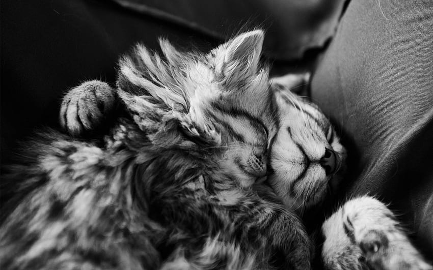 かわいい抱擁...カルメン、動物、猫、かわいい、猫、毛皮、愛、抱擁、黒と白、足、睡眠 高画質の壁紙
