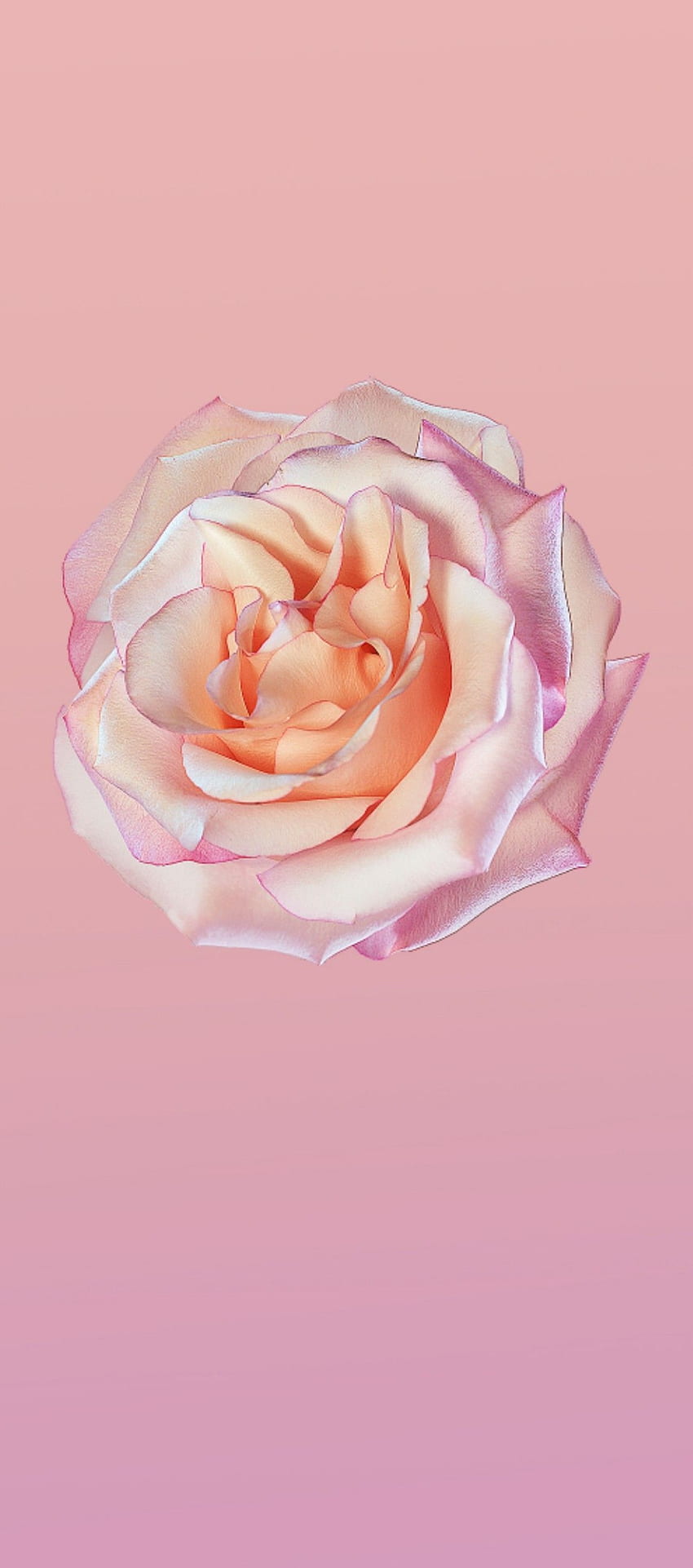 iOS 11, iPhone X, rose, pink, clean, simple, abstract, apple, Clean Aesthetic HD phone wallpaper