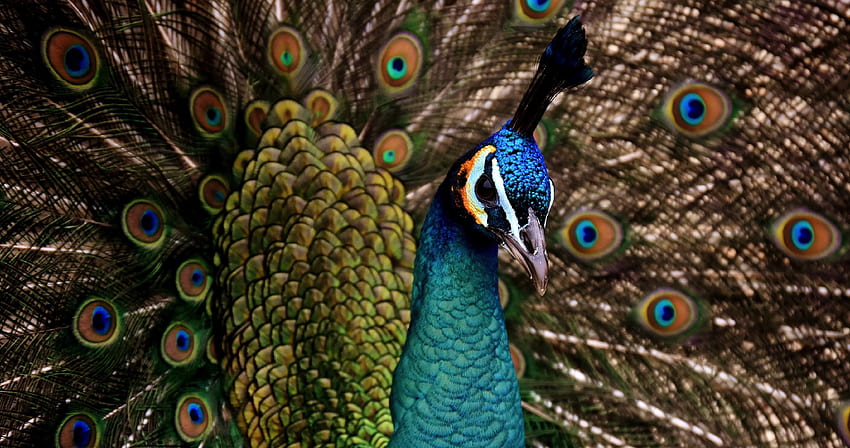 Peacock, colorful, bird, dance, plumage HD wallpaper