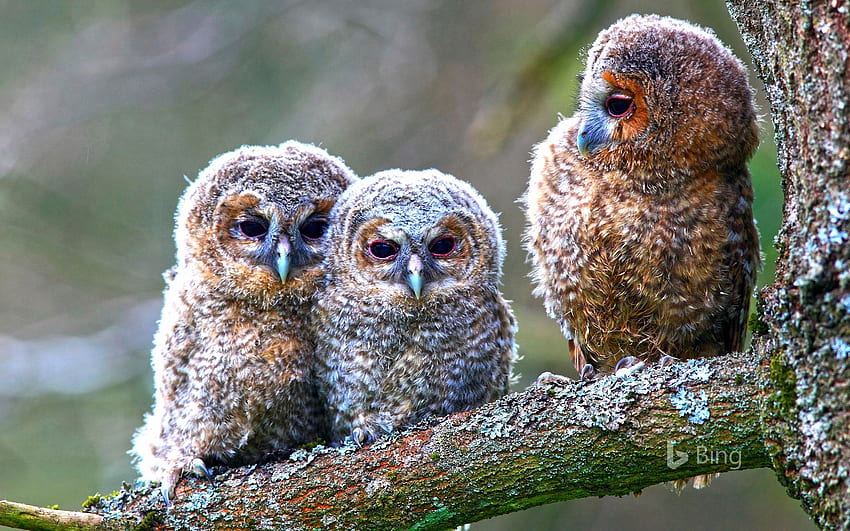 Young tawny owls perched on a tree, Hessen, Germany - Bing HD wallpaper