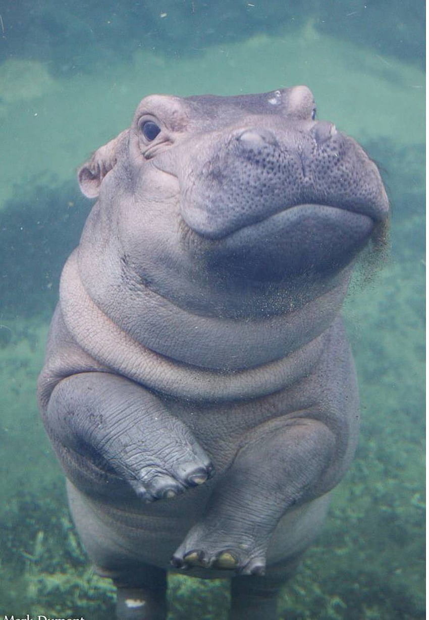 Animal Hippo Hippopotamus Amphibius Large Herbivorous Semi Mammal Born In  Sub Saharan Africa Desktop Wallpaper Hd For Mobile Phones And Laptops  3840x2400 : Wallpapers13.com