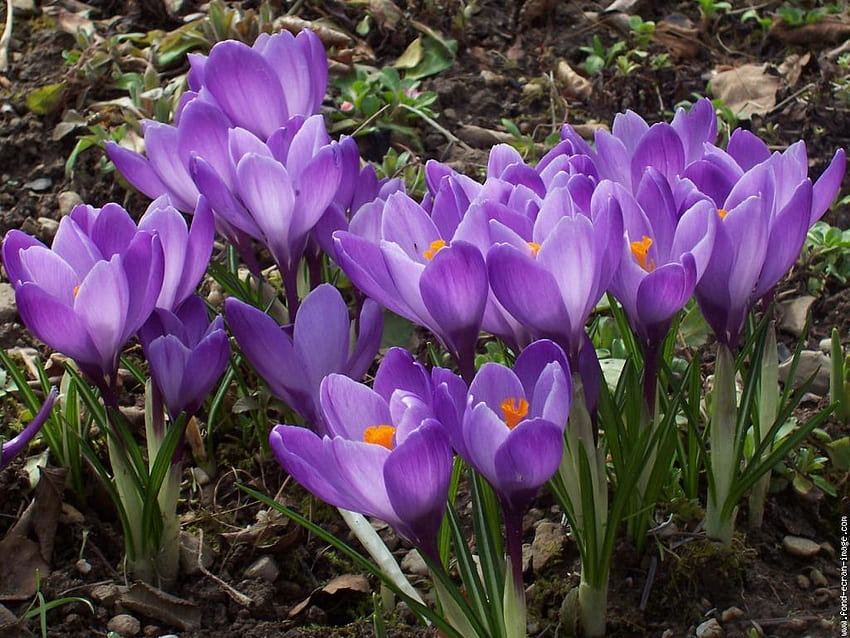 보라색 크로커스, 보라색, 크로커스, 자연, 꽃, 봄 HD 월페이퍼