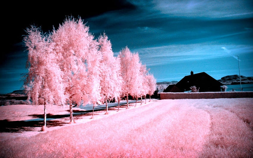 Pink Scenic, Pink Winter Wonderland HD wallpaper