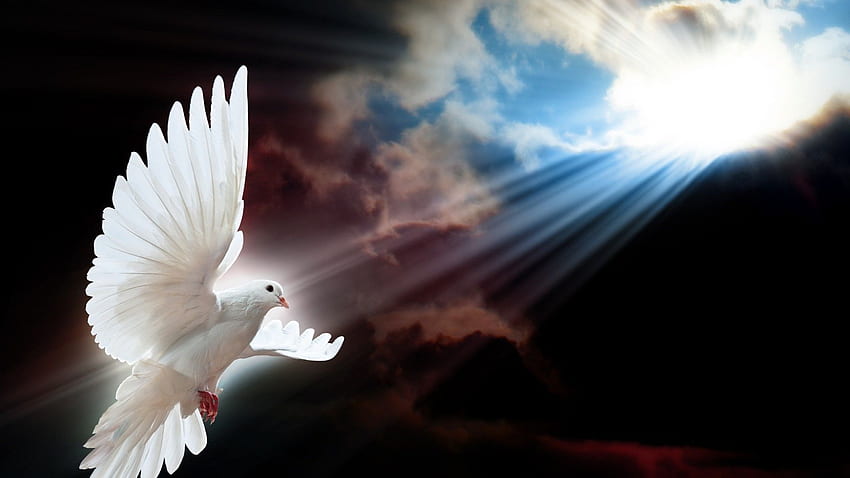 of doves: Holy Spirit Dove, Holy Spirit Cross HD wallpaper