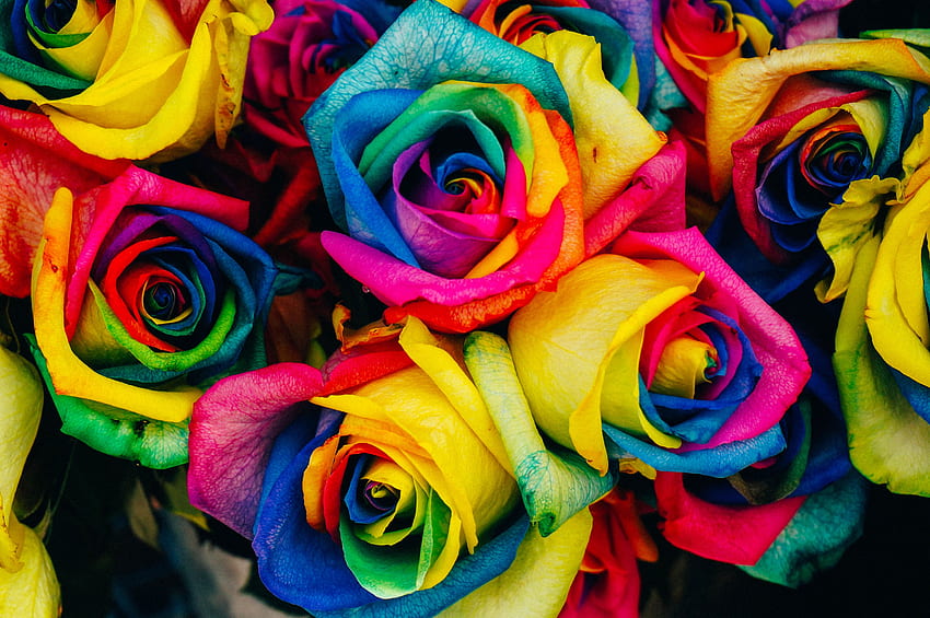 Fiori, Rose, Arcobaleno, Multicolore, Eterogeneo, Iridescente Sfondo HD