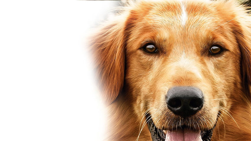 Гледайте Dog's Purpose, A (En Espanol) онлайн. Verizon Fios TV HD тапет