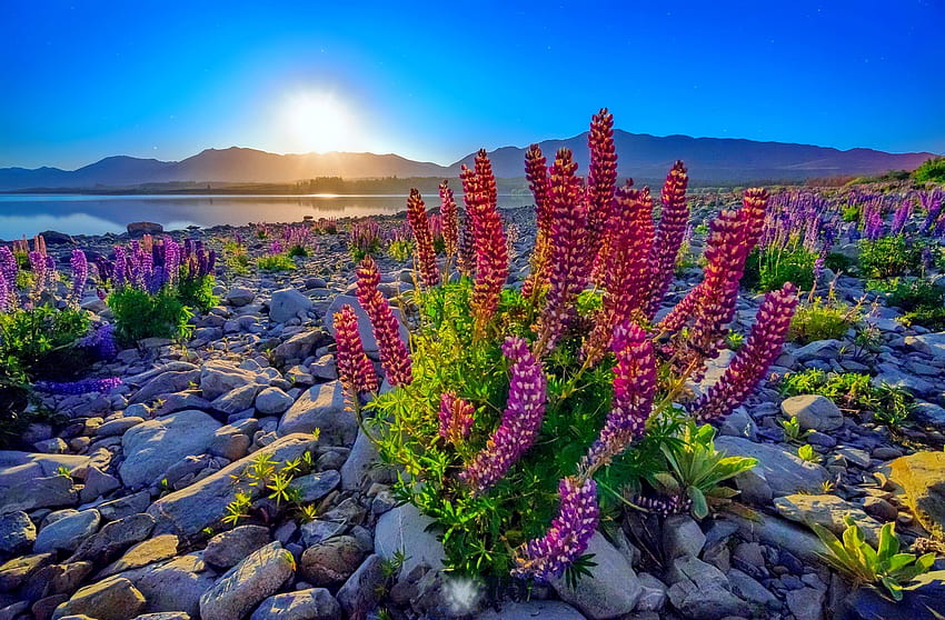 Лупин цветя на скалист бряг на езеро, камъни, езеро, слънчево, лъчи, езерен бряг, блясък, красива, лупина, лято, диви цветя, ден, цветя, небе HD тапет
