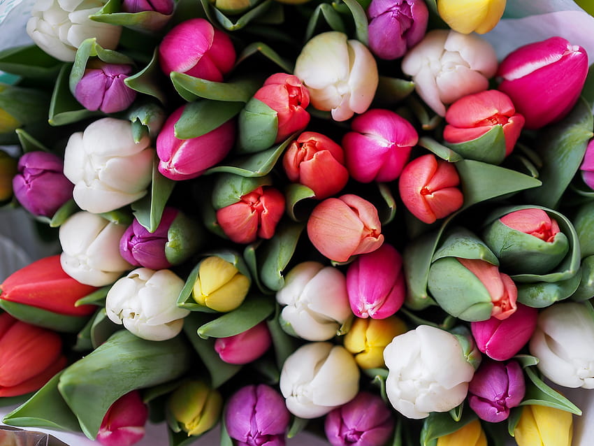 Flores, Tulipanes, Ramo fondo de pantalla