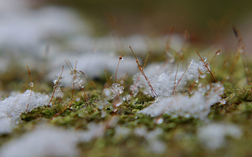 หญ้า หิมะ มาโคร พื้นผิว ฤดูใบไม้ผลิ โคลน ดิน วอลล์เปเปอร์ HD