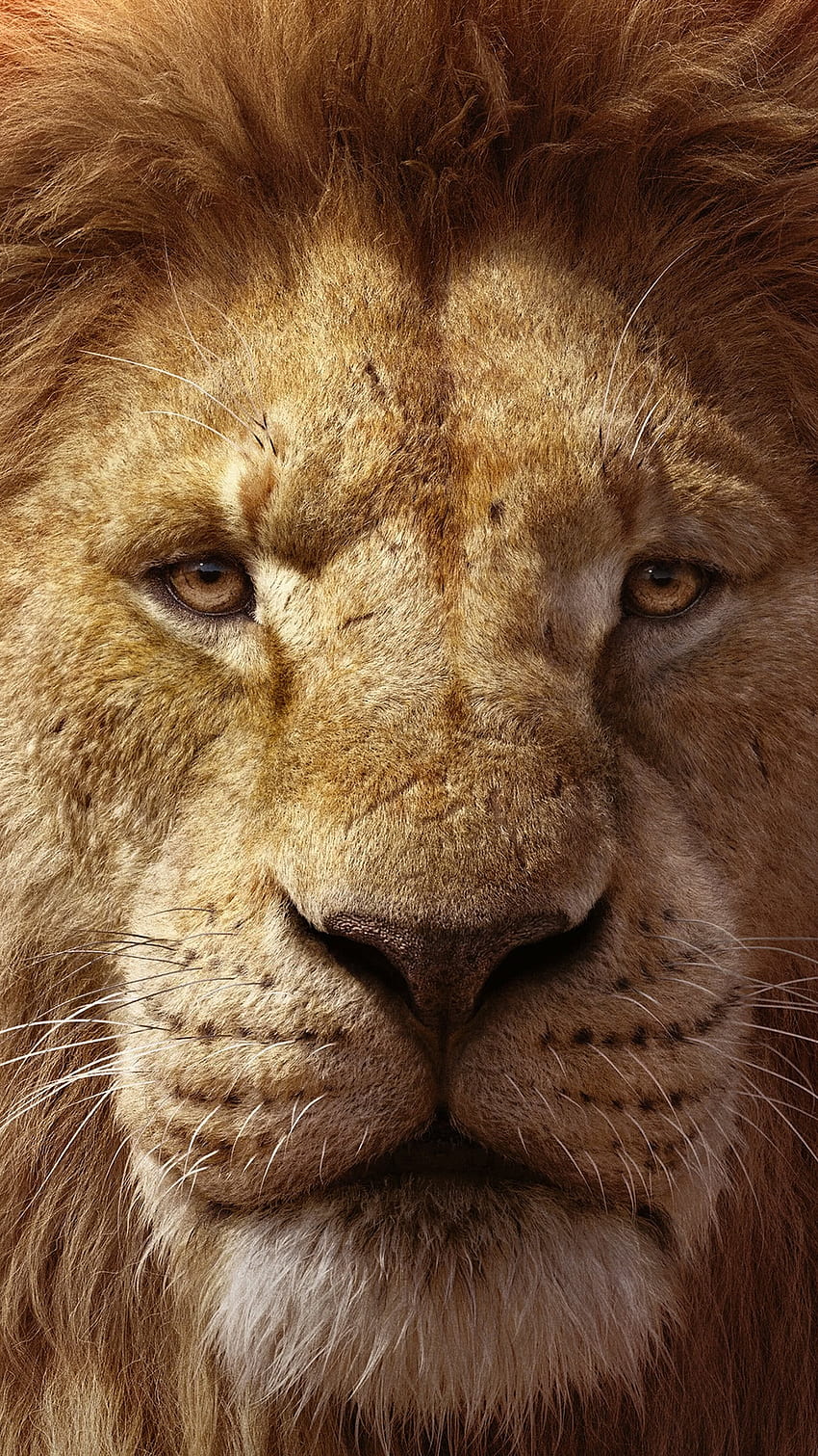 Best Lion King, Lion, simba HD phone wallpaper | Pxfuel