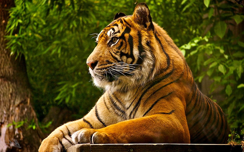 Latar Belakang Harimau Benggala Alami, Harimau Benggala Kerajaan Wallpaper HD