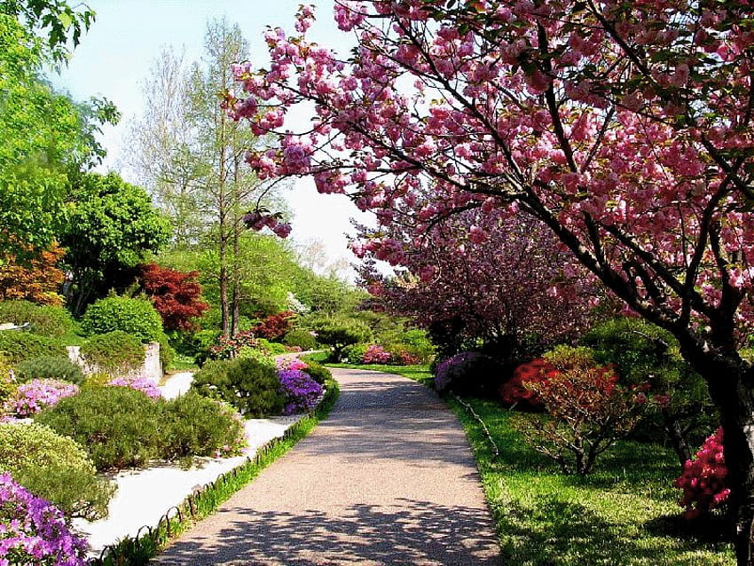 beautiful magnolia, beautiful, spring, magnolia, park HD wallpaper