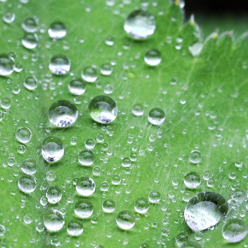 Crystal Dew Water Drop Lotus Leaf iPad . iPhone HD phone wallpaper
