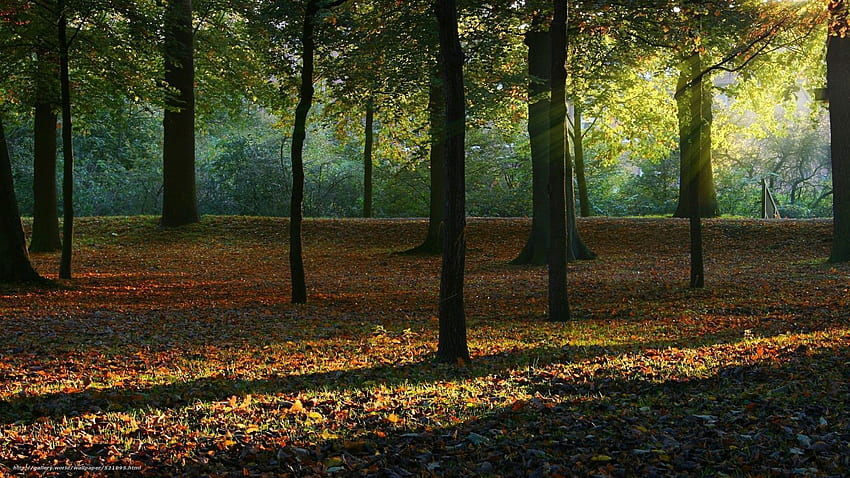 Baixar floresta, sol, outono Papis de parede grtis na resoluo HD тапет
