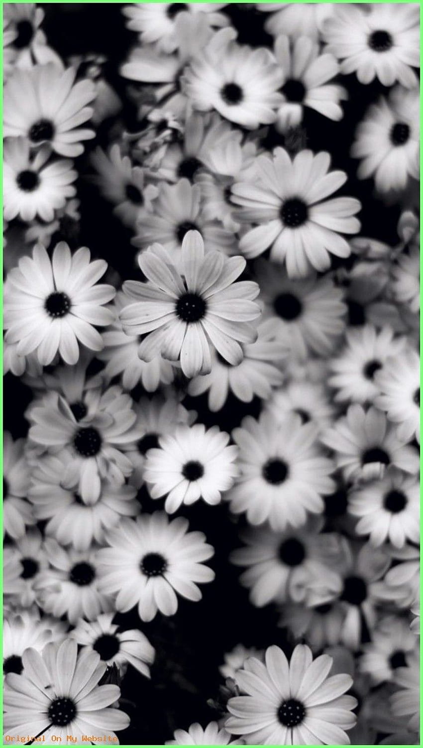Hintergrundbilder iphone - Preview black white, flowers, gre. Black iphone dark, White iphone background, Black and white background HD phone wallpaper