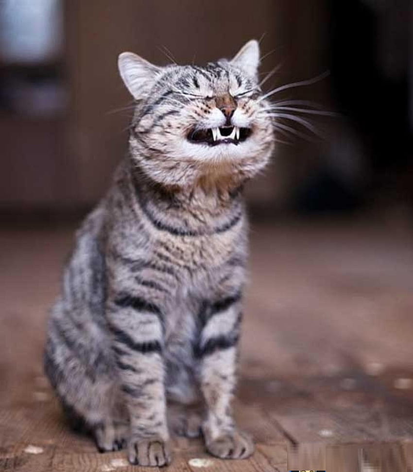 Funny Smiling Laughing Cat Pets Lol Cat Pics, Weird Cat HD phone wallpaper