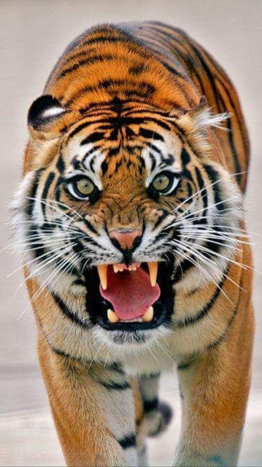 Tigergebrüll, brüllender Tigerkopf HD-Handy-Hintergrundbild